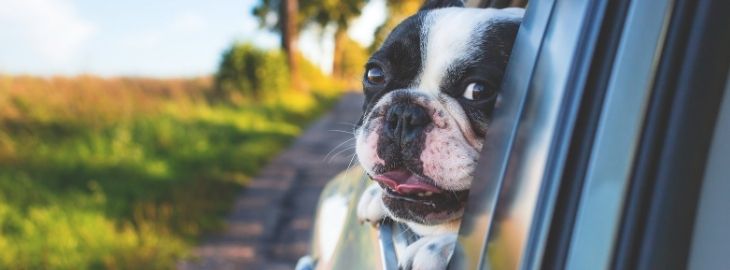 Blog - Tips for pet owners when moving in London